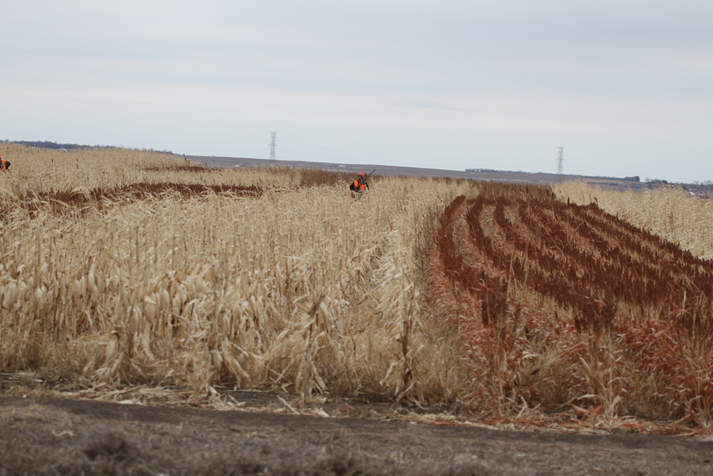 Property LaGoDa Wings Official site