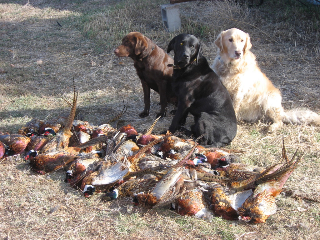 General Information LaGoDa Wings Official site